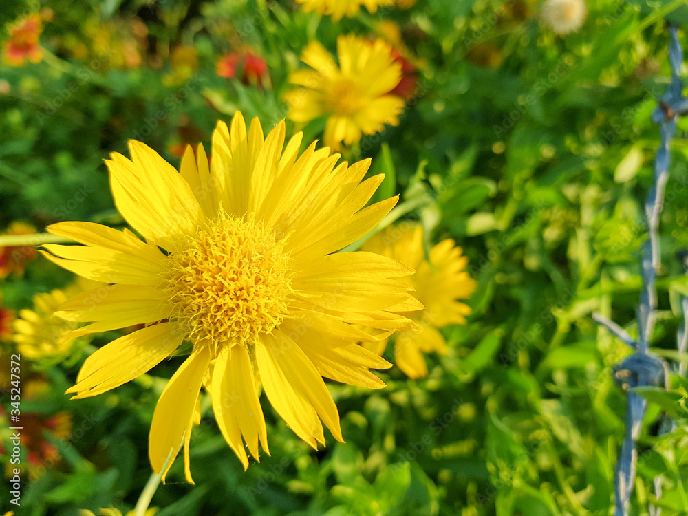 beautiful Indian Blanket (Gaillardia pulchella) Wildflowers in field beautiful Indian Blanket (Gaillardia pulchella) Wildflowers in field