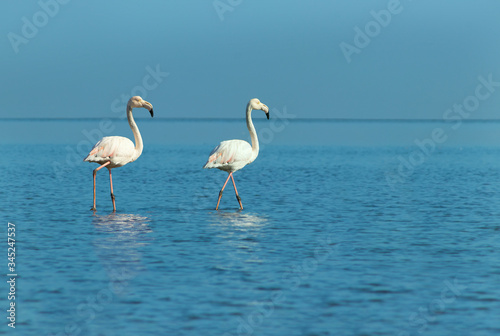 Two large flamingos walk on a blue lagoon on a sunny morning