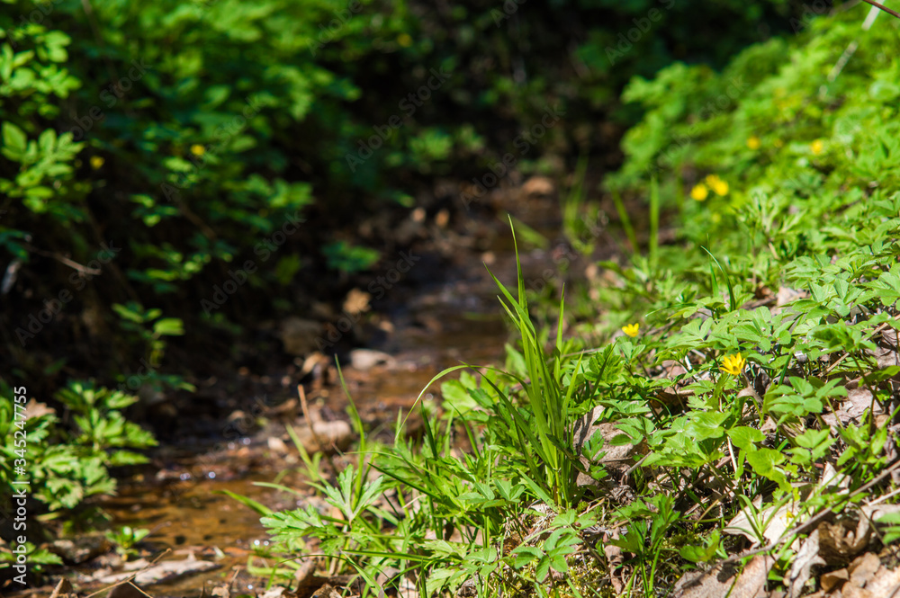 Green grass with yellow flowers by the stream Green grass with yellow flowers by the stream