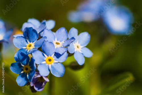 Forget-me-not flower with blue petals and yellow center © Eugene B-sov
