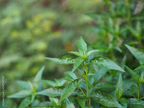 King of bitters scientific name Andrographis paniculata Burm, Wall. Ex Nees, Fah Talai jhon, Thai herbs reduce fever, heat up the cold green leaves vegetable nature protect coronavirus, covid-19