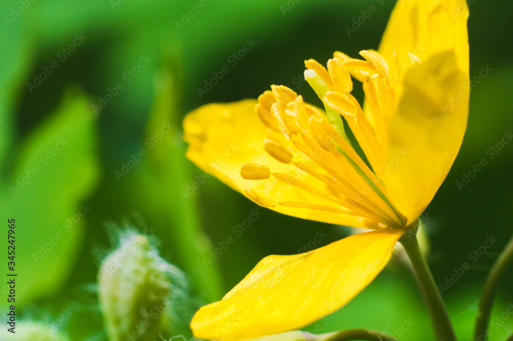 Fototapeta premium Yellow anemone in macro on green blurred background