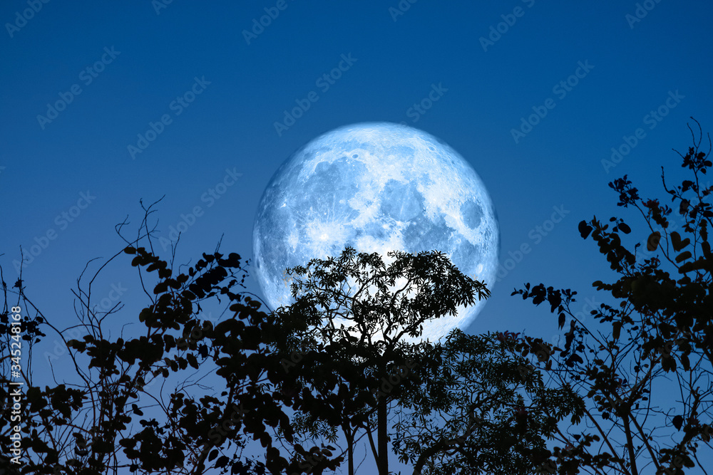 Naklejka premium Full egg blue Moon and silhouette dry branch tree in the field and night sky