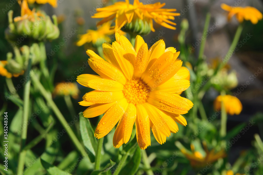 blooming flower head of Calendula officinalis, the pot marigold, ruddles, common marigold or Scotch marigold with raindrops, close up horizontal stock photo image background with copy space blooming flower head of Calendula officinalis, the pot marigold, ruddles, common marigold or Scotch marigold with raindrops, close up horizontal stock photo image background with copy space