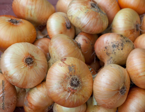 Onion bulbs bunch. Close-up.