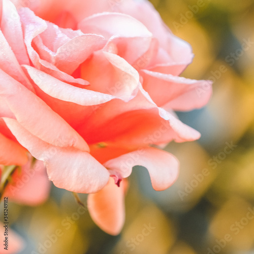 Pink roses in the garden of pink roses with bogeh background.
 photo