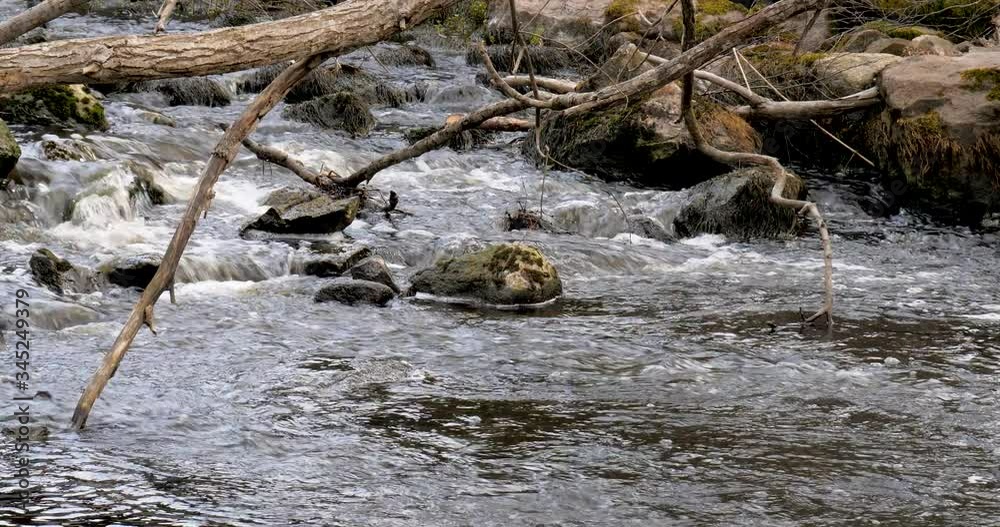 nice river stream with dead tree 