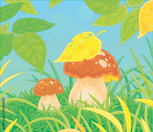 Two thick edible mushrooms hiding under leaves among green grass on a pretty forest glade, vector cartoon illustration