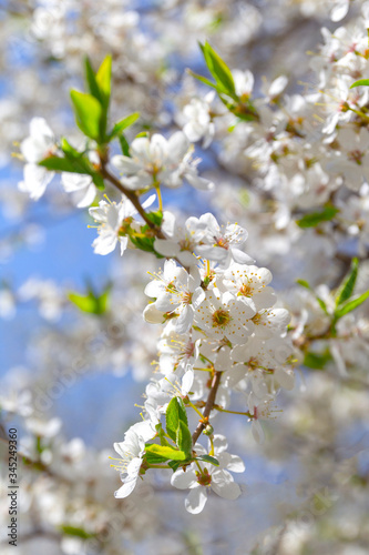 Beautiful spring white flowering tree branching and blue sky. Blur background.