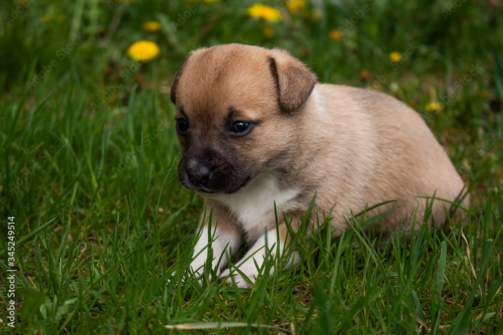 puppy in grass puppy in grass