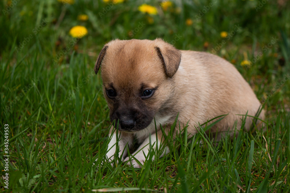 puppy in grass