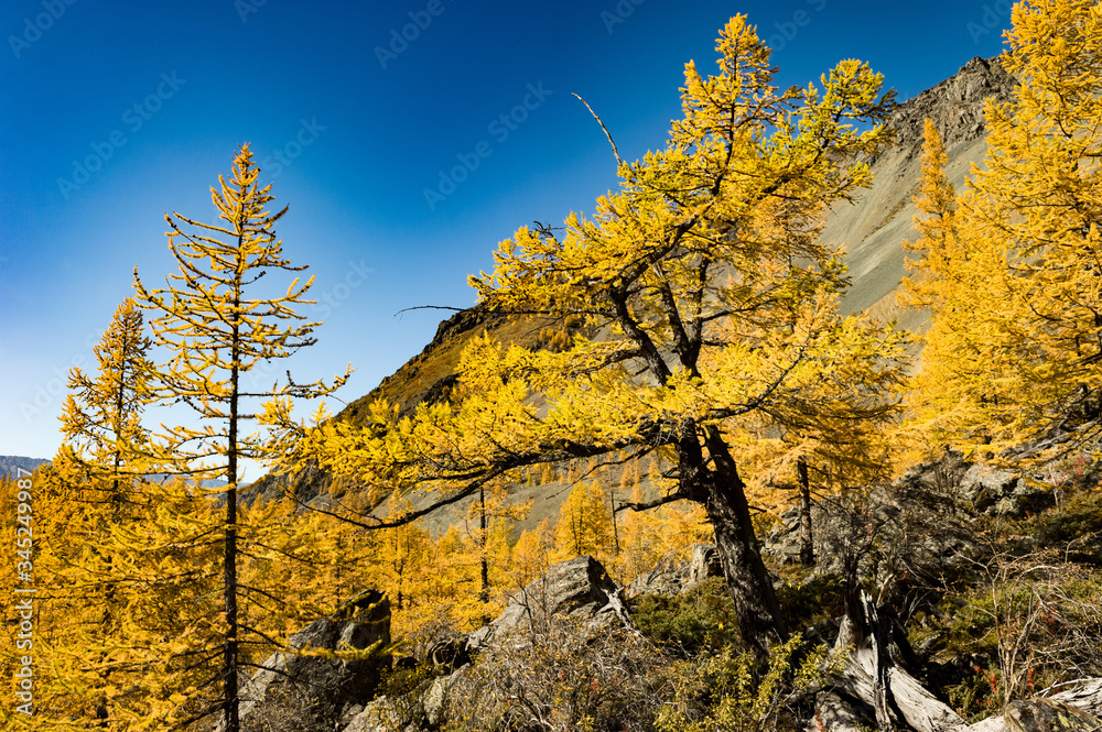 Magnificent panoramic view of the mountain landscape of the autumn Altai. Wooded slopes of larch trees on a clear day.