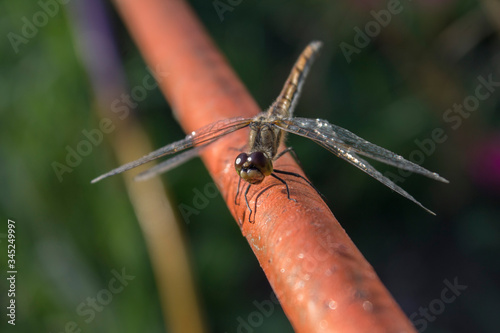 red dragonfly on a branch