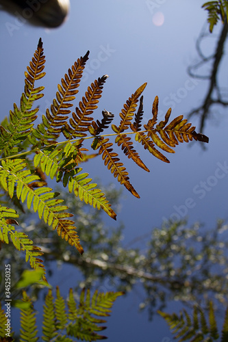 fern leaf and sky