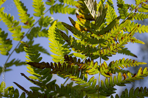 green fern leaves against blue sky