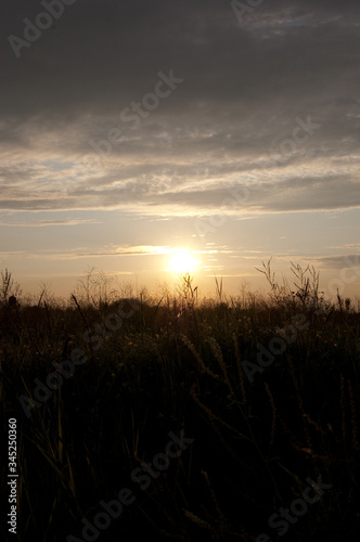 beautiful sunny sunset in the field with grass and spikelets