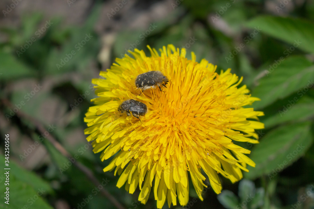 bee bug on dandelion bee bug on dandelion