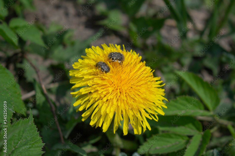 bee bug on dandelion