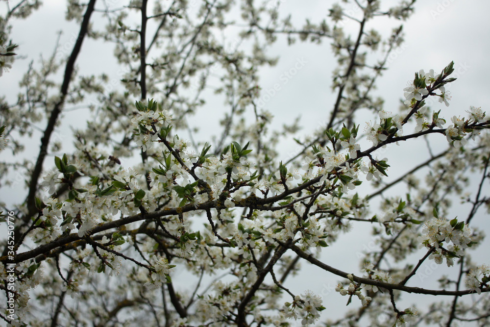 tree branches against blue sky cherry spring tree branches against blue sky cherry spring