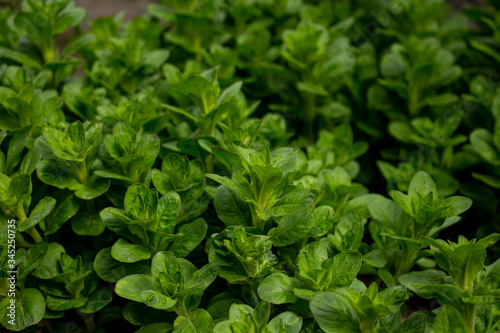 close up of fresh green parsley