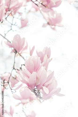 Magnolia avec les fleures rose pastel © Anna