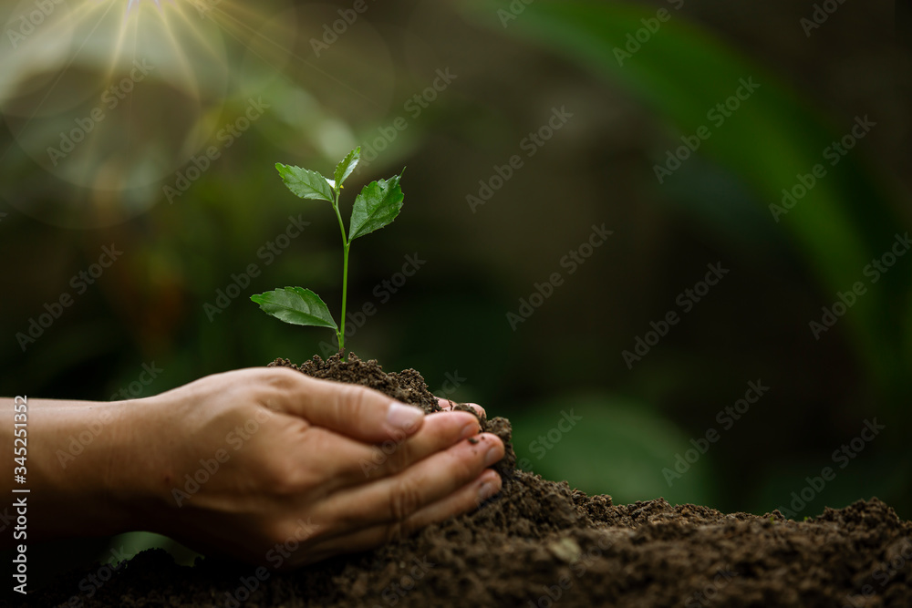 Hands of the farmer are planting the seedlings into the soil Hands of the farmer are planting the seedlings into the soil