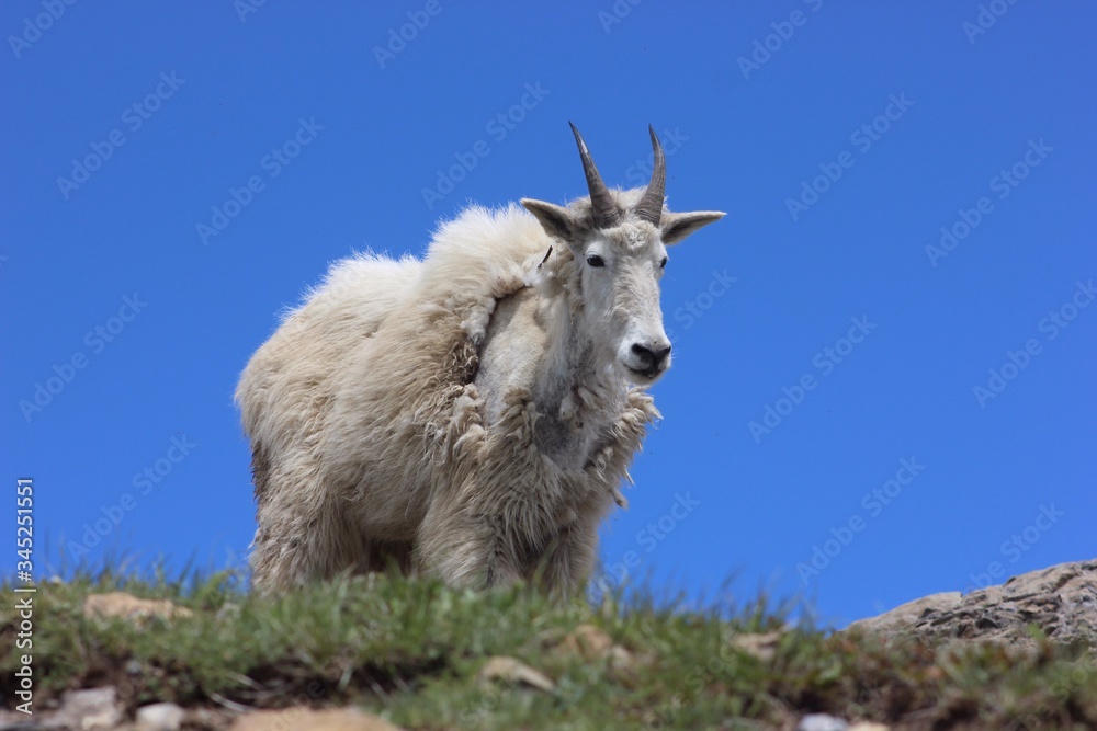 Obraz premium mountain goat
