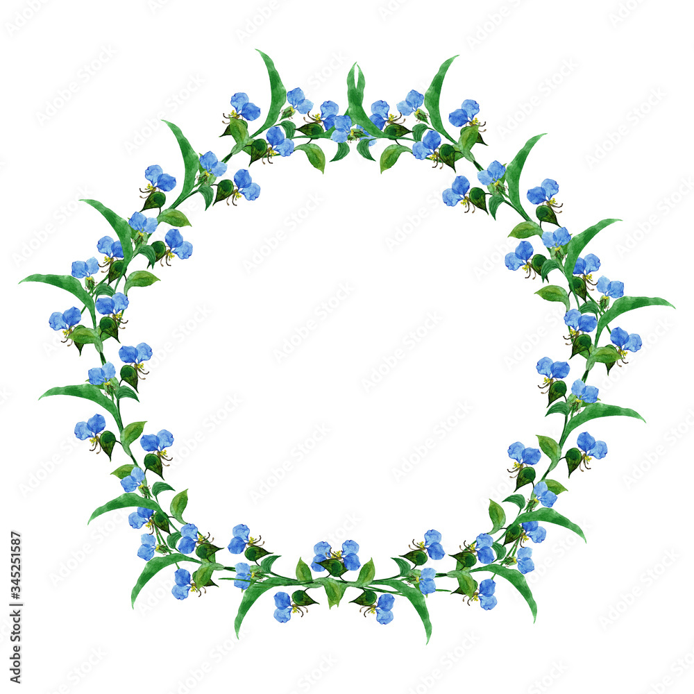 Fototapeta premium 露草フレーム