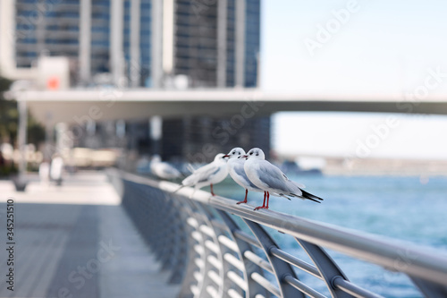 Seagulls sit on the parapet against the backdrop of the city landscape. Birds stand on the fence on the embankment