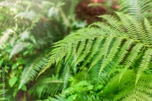 Fotografía Greem fern Pteridium aquilinum or bracken, brake or common bracken, also known a