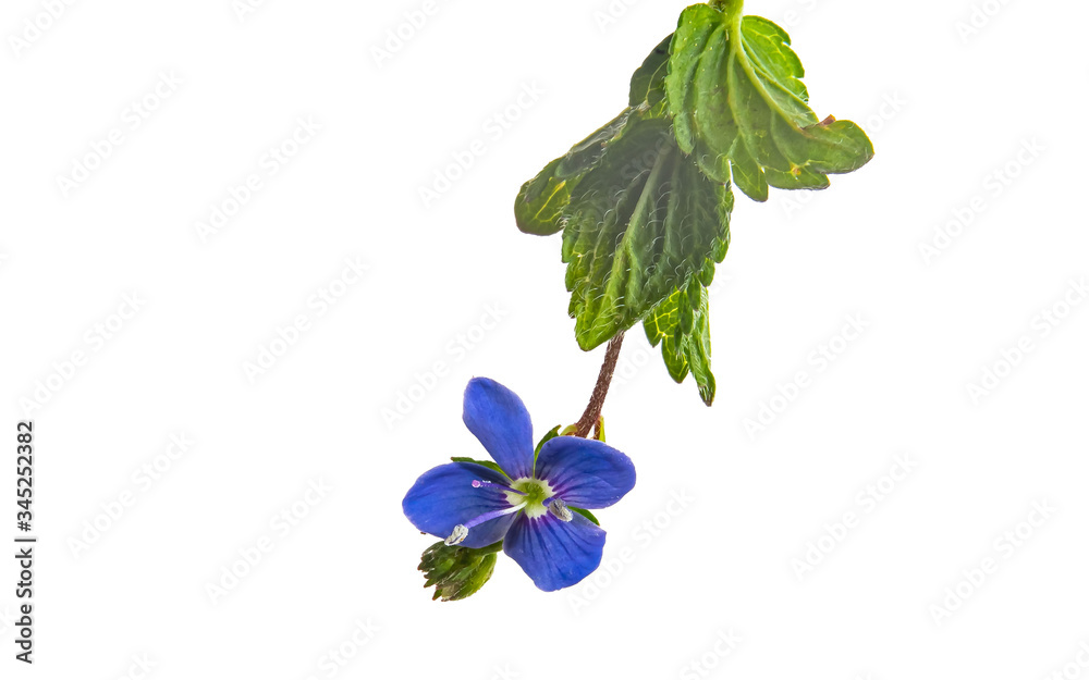 Gamander- Ehrenpreis- Blüte
