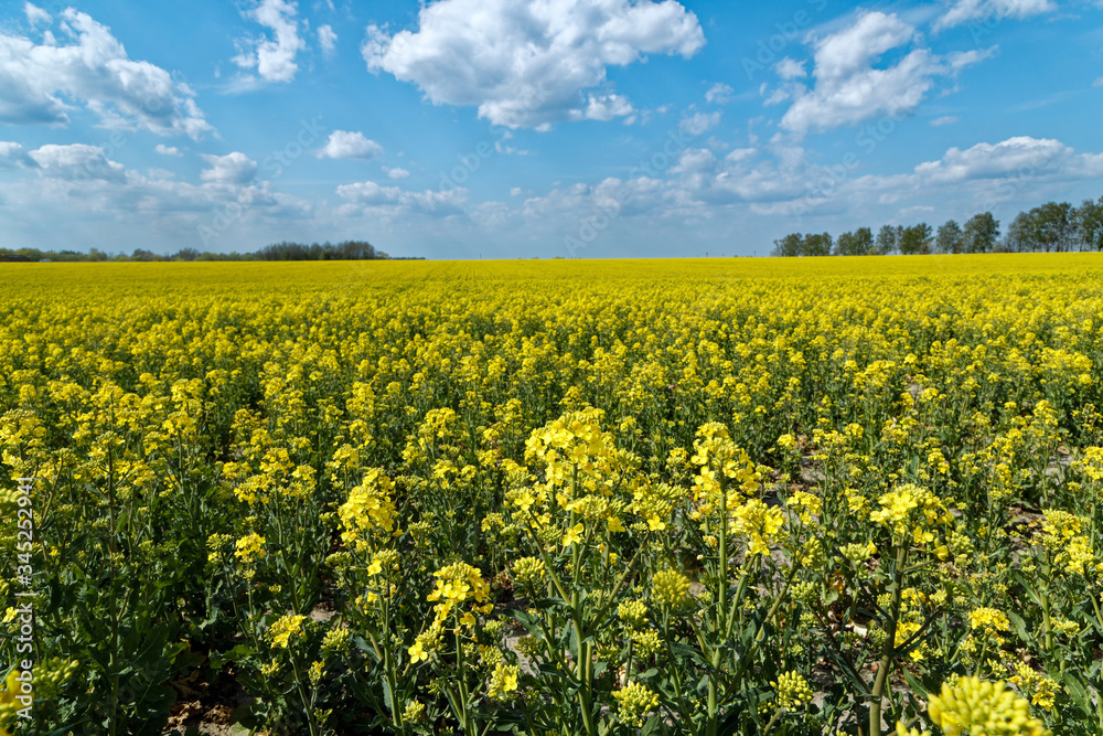Yellow rapeseed field blooms in spring