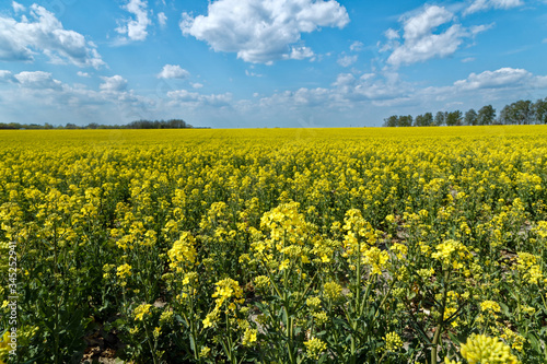 Yellow rapeseed field blooms in spring © Andrei Rybachuk