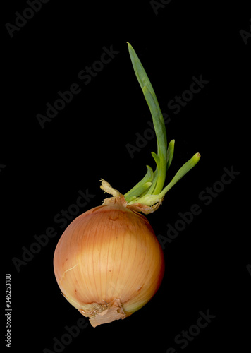 Onion with green shoots is isolated on a black background.
