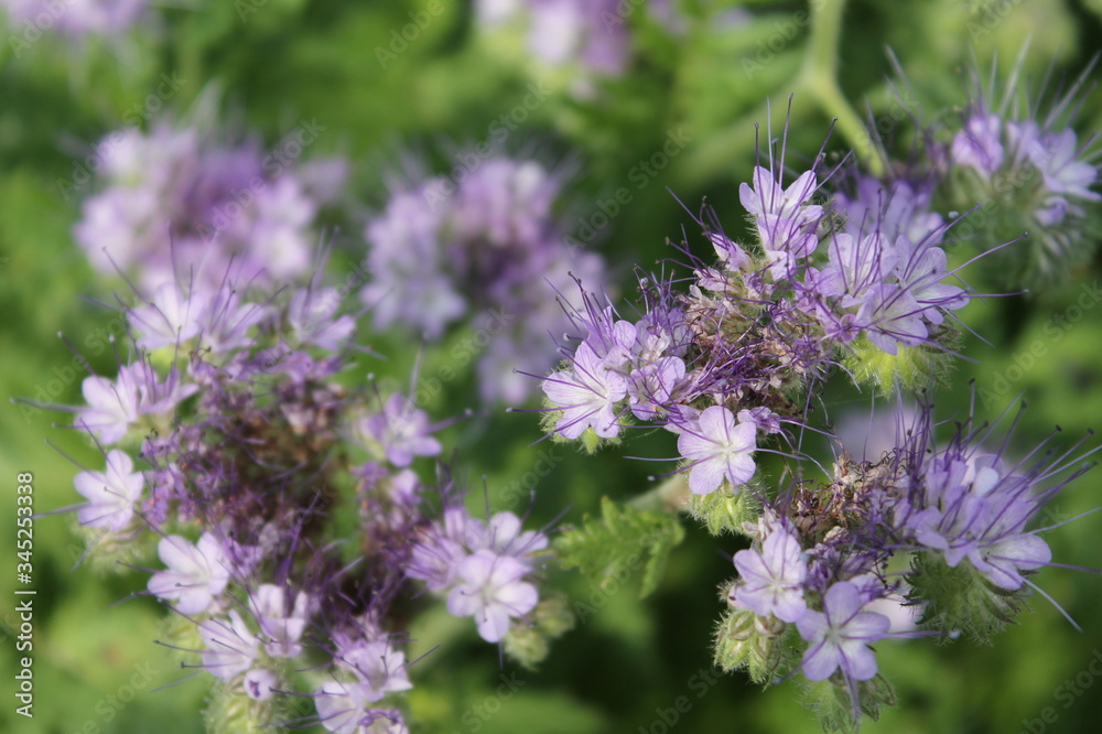 close up of lavender flowers close up of lavender flowers