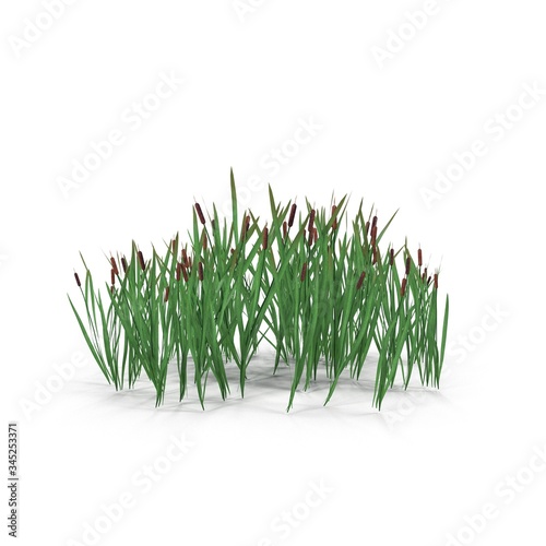 Photorealistic highly detailed 3D visualization of the Bulrush. 3D render.