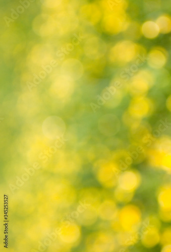 Yellow flowers in the field.