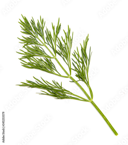 Green branches of dill are isolated on a white background.