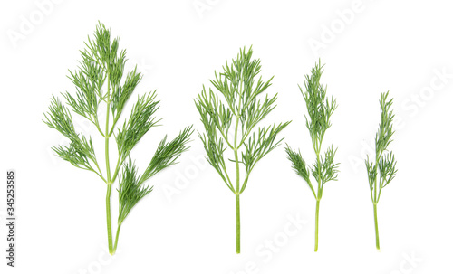 Green branches of dill are isolated on a white background.