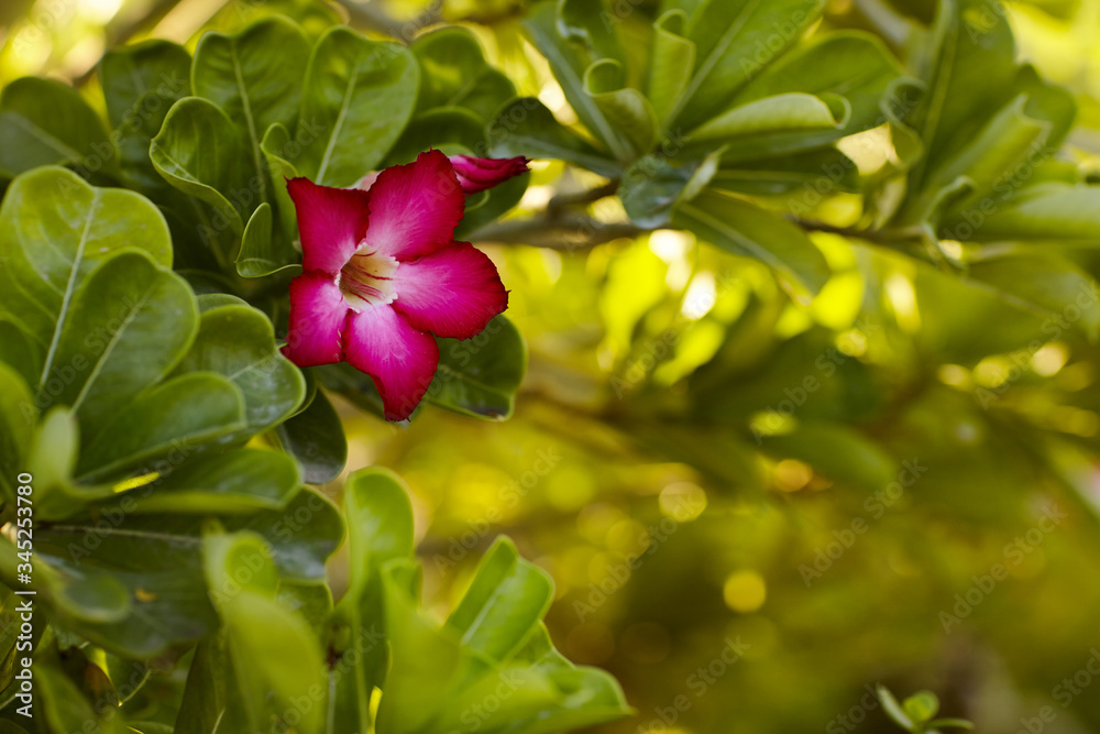 A bright pink flower on a green branch blooms in the garden. Flowering shrub, flowering shrub A bright pink flower on a green branch blooms in the garden. Flowering shrub, flowering shrub