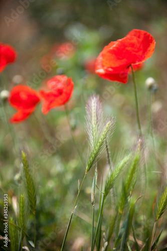 Red poppy flowers in the field.