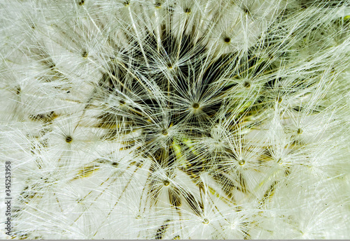 Löwenzahn-Pusteblume