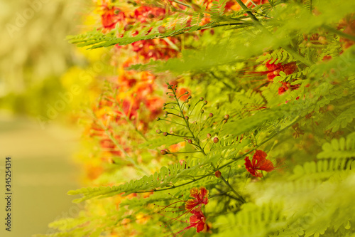 Bright orange flowers on a shrub planted along the path in the Park. Soft focus  space for text