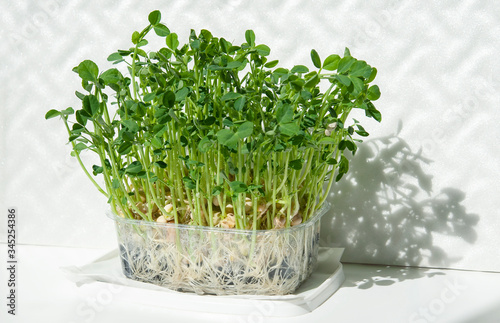 pea seeds sprouted in a box where the root is visible. the microgreen gave leaves, a stalk, and strings. Fresh seedlings on a stand, sunlight with shadows photo