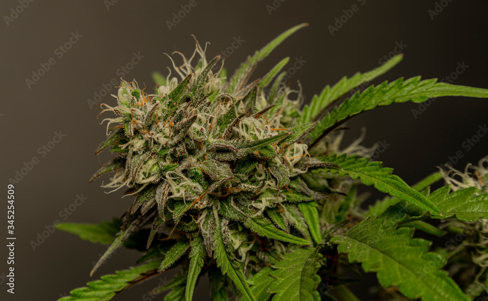 Bubba kush bloom automatic marijuana flower with black grey background Bubba kush bloom automatic marijuana flower with black grey background