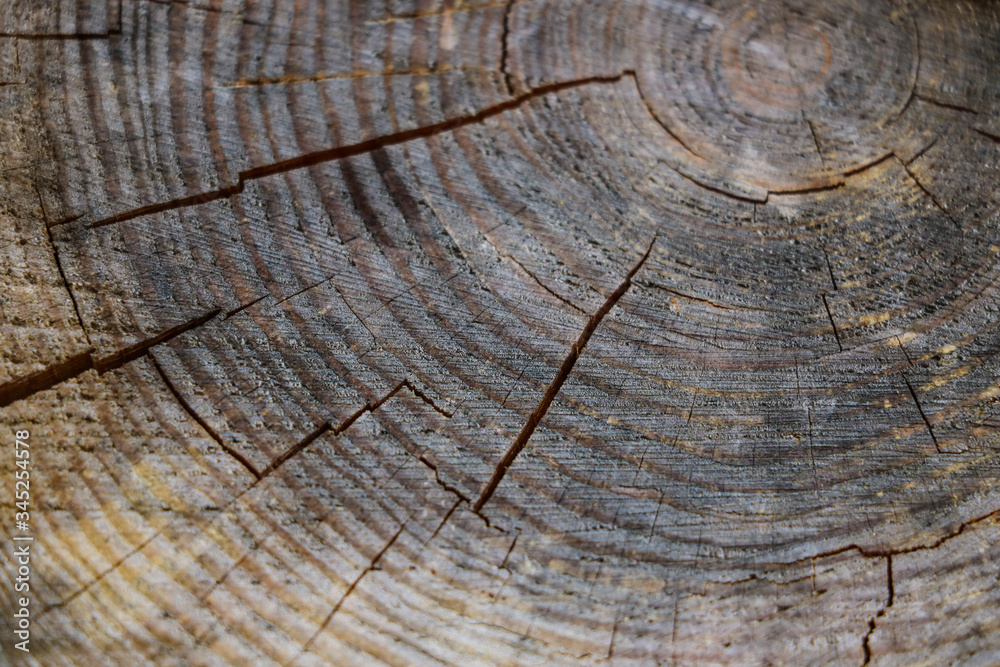 Fototapeta premium old tree stump texture background, nature pattern.
