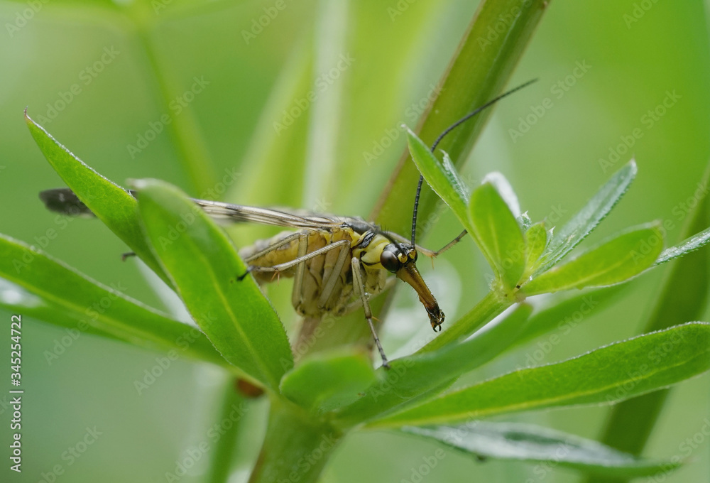 Nahansicht einer Skorpionsfliege Nahansicht einer Skorpionsfliege