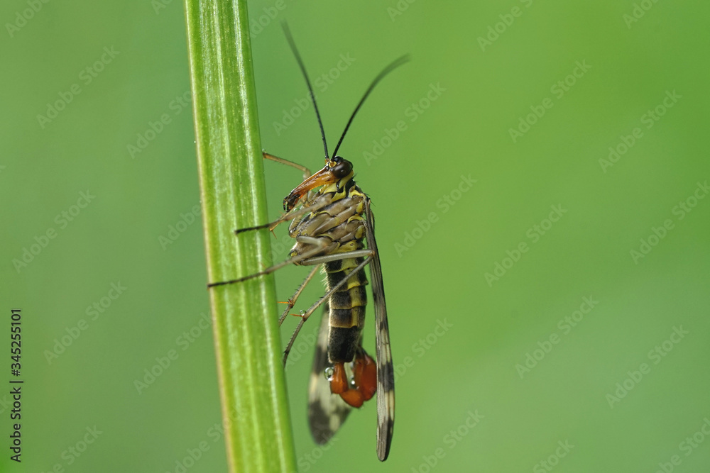Nahansicht einer Skorpionsfliege Nahansicht einer Skorpionsfliege