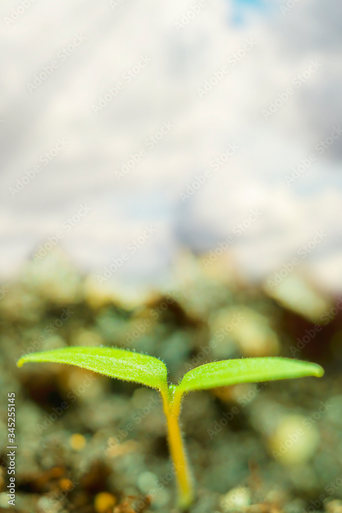 Blurred with soft focus vertical background with a small sprout of carrots sprouted from the ground against a blue sky with white clouds Blurred with soft focus vertical background with a small sprout of carrots sprouted from the ground against a blue sky with white clouds