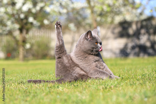 English cat poses for outdoor photos.